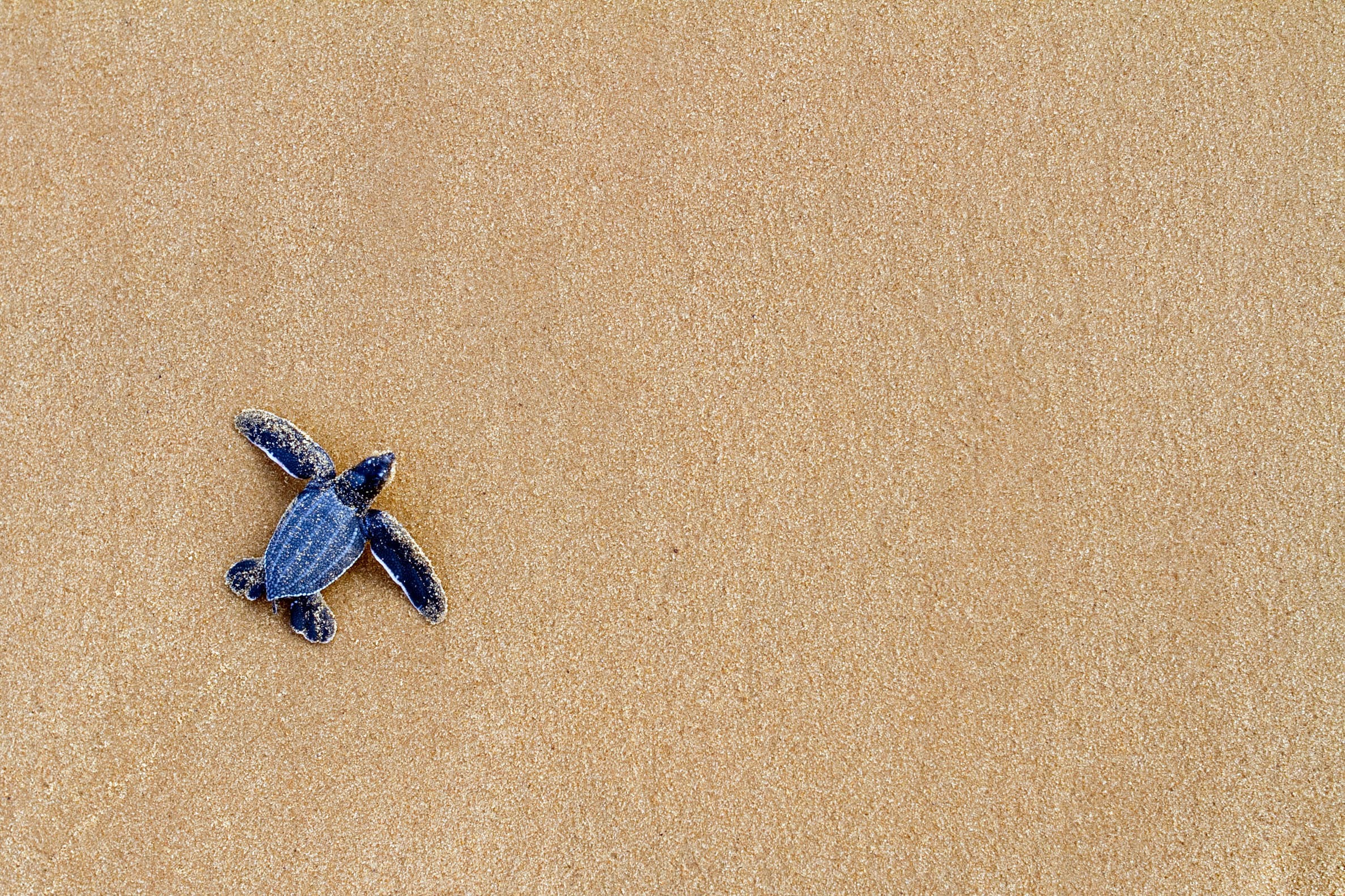 Tortue sur la plage